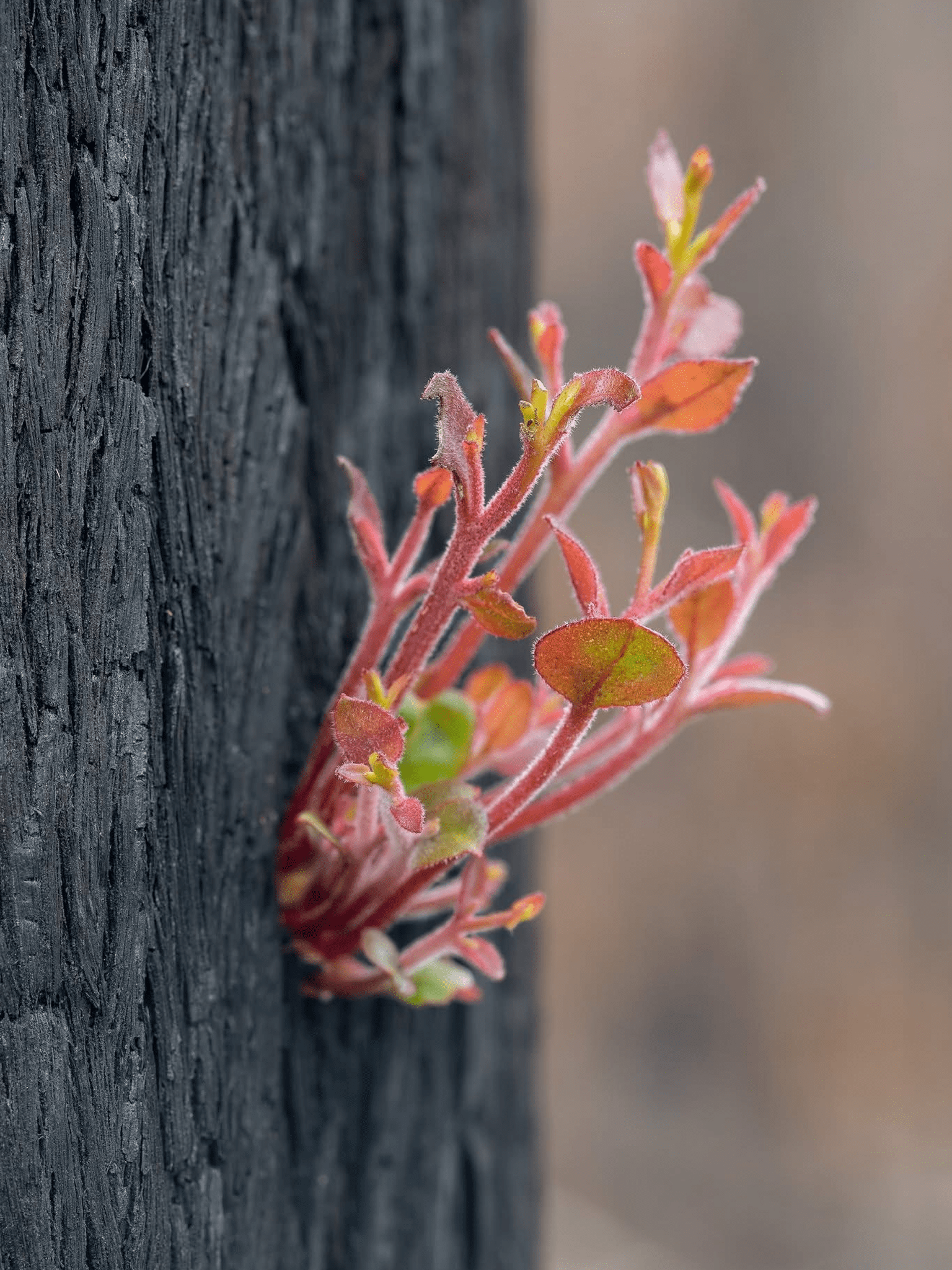 <b>Image credit</b>: Keith Horton Photography